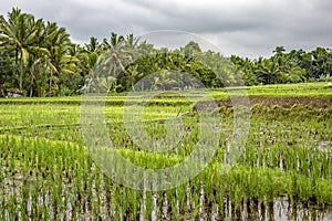 Rice paddies in Ubud, Bali, Indonesia