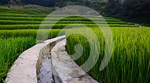 Rice Paddies in Yuanyang