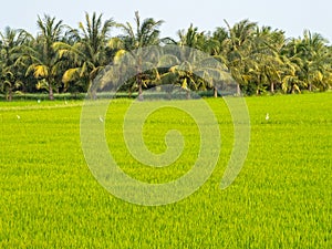 Rice paddock - Tra Vinh photo