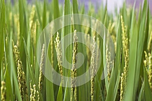 Rice paddy photo