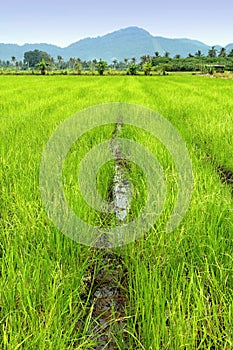 Rice Paddy photo