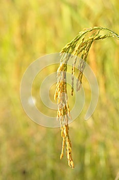 Rice paddy