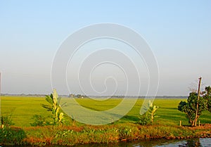 A Rice Paddy along a Backwater Canal, Kerala, India - A Natural Background