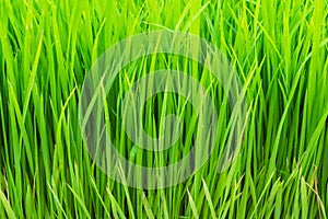 Rice paddy background