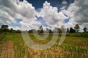 Rice Paddy Cumulus Clouds