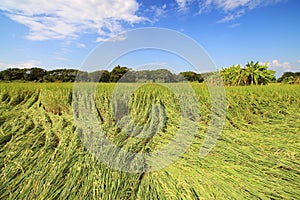 Rice paddy falling locomotives