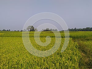 Rice Paddy Farm in Rangamati My Village