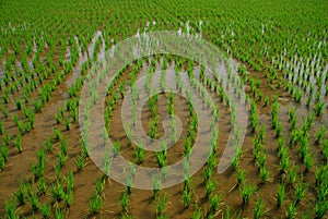 Rice paddy farming, India. Young rice plant field