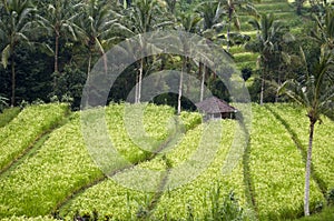 Rice Paddy Field