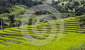 Rice Paddy Field