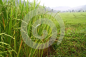 Rice in paddy field , Chaing Mai, Thailand