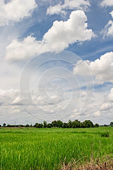 Rice Paddy field and Cloudy