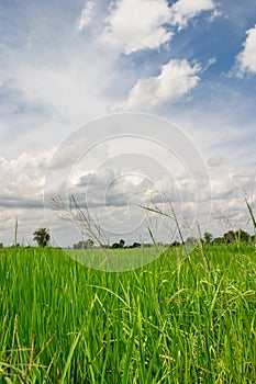 Rice Paddy field and Cloudy