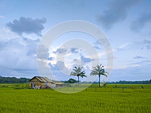 Rice Paddy field with coconut tree and hut, Coastal India