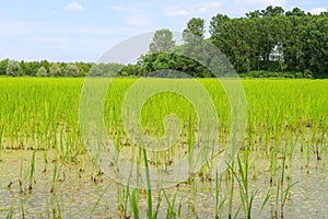 Rice Paddy Field Cultivation Seeding Plants Water Panorama Landscape Agriculture