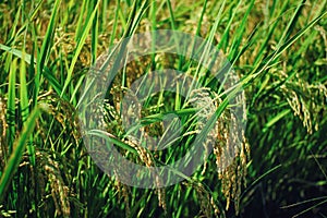 Rice in Paddy Field from Dongshan Township, Yilan, Taiwan. photo