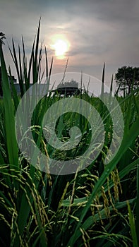 Rice paddy and sunset view photo