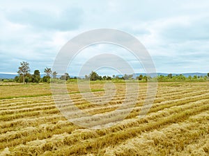 Rice paddy field after harvest season in Thailand