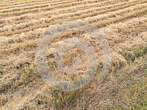 Rice paddy field after harvest season in Thailand