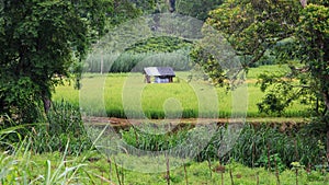 Rice paddy field on the Kandy to Ella train journey - Sri lanka