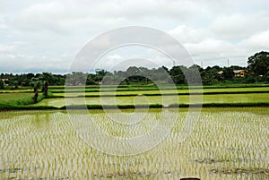 Rice paddy field - landscape