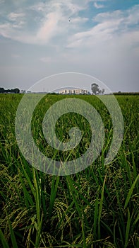 Rice paddy in the field photo