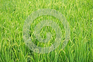 Rice paddy field in Thailand