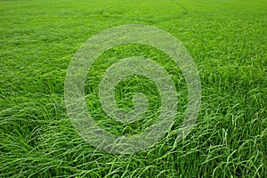 Rice paddy field in Thailand