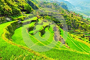 Vietnam Rice Paddy Field