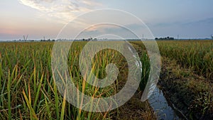 Rice paddy field view before sunrise in Tanjung Karang, Selangor, Malaysia.