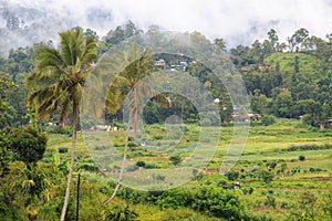 Rice paddy field and village - Kandy to Ella train journey - Sri lanka