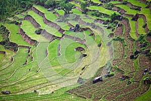 Rice paddy fields