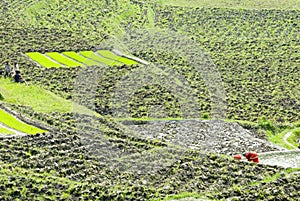 Rice Paddy Fields, Nagarkot, Kathmandu, Nepal