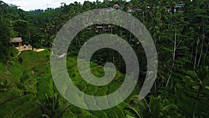 Rice Paddy Fields near Ubud in Bali, Indonesia.