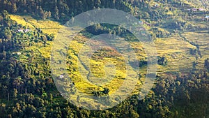 rice or paddy fields in Nepal Himalaya mountain