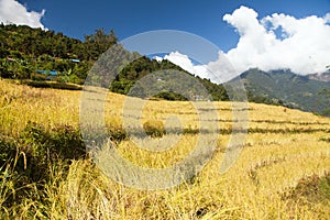 Rice or paddy fields in Nepal Himalayas