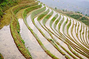 Rice paddy fields terraces in south China