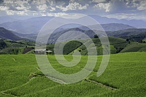 Rice Paddy Fields in Thailand