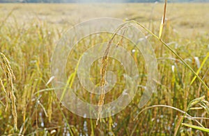 Rice paddy growing on branch in farm Thailand