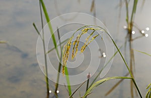 Rice paddy growing on branch in farm Thailand