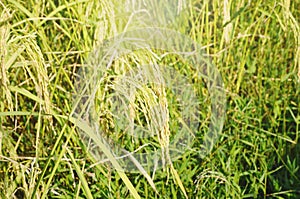 Rice paddy growing on branch in farm Thailand