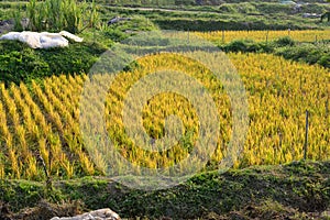 Rice paddy in Hong Kong