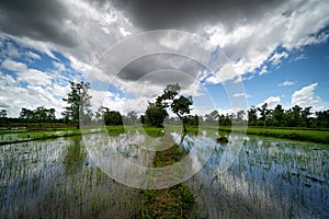 Rice Paddy Landscape