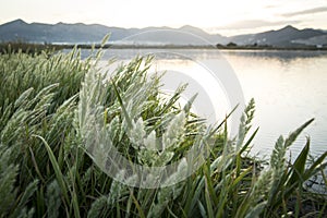 Rice paddy moss