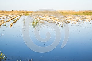 Rice paddy moss