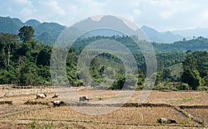 Rice paddy and mountains on horizon