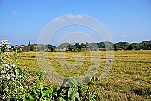 rice paddy in Mrauk U, ancient capital of Mrauk U kingdom, Rakhine State, Myanmar photo
