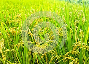 Rice Paddy in Mujeom village, Changwon, Gyeongnam, South Korea, Asia