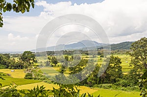 Rice paddy,Nan,Thailand.