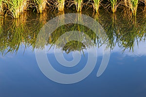 Rice paddy plant with reflection of sky on a pond